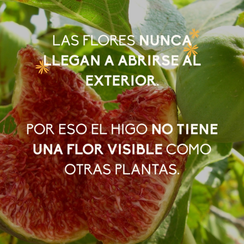 PRODUCTOS AGRICOLAS SERENA SPR DE RL